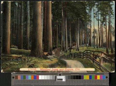 Woodland scene near Eugene, Oregon., c. 1910 [b001] [034] [001] show page link