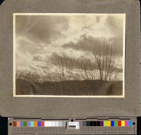 Landscape of bare trees and cloudy sky, c. 1901 [b001] [019] [004] show page link