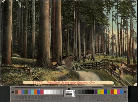 Woodland scene near Eugene, Oregon., c. 1910 [b001] [034] [002] show page link